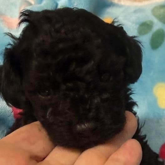 Alex - Toy Poodle Male