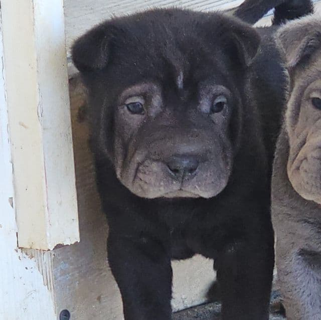 Nails - Chinese Shar-Pei Male