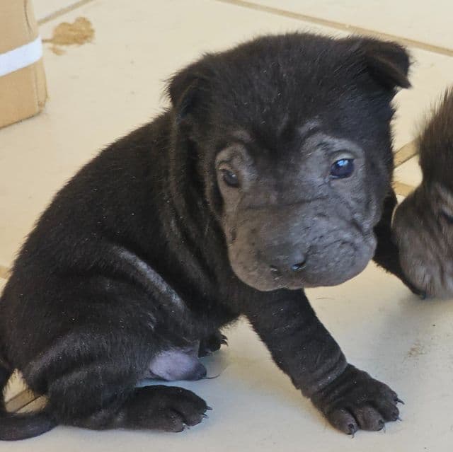 Screws - Chinese Shar-Pei Male