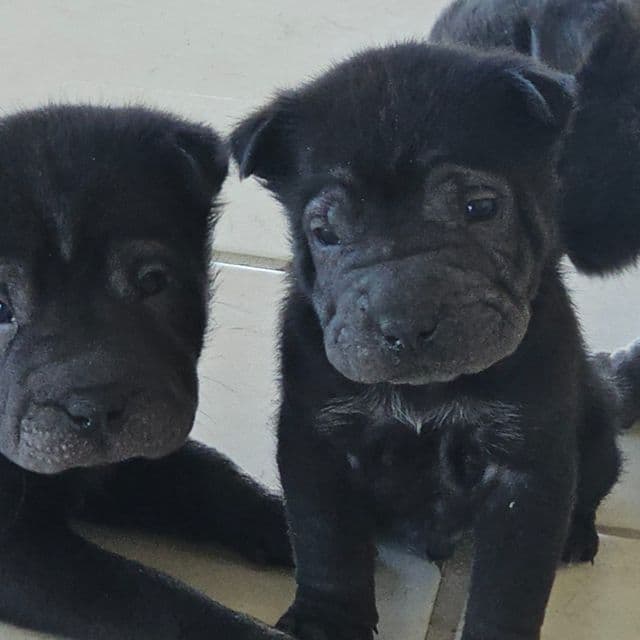 Screws - Chinese Shar-Pei Male