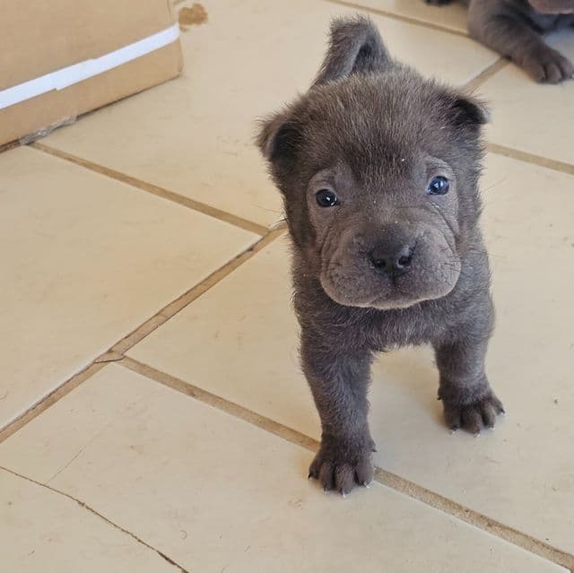 Pieces - Chinese Shar-Pei Male