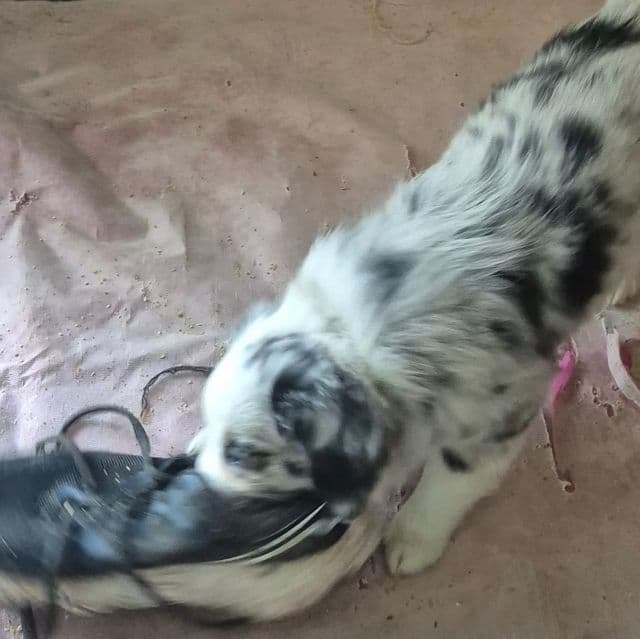 Almond joy - Miniature American Shepherd (Mini Aussie) Female