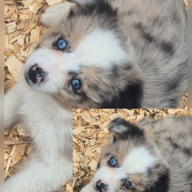Milky way - Australian Shepherd Female