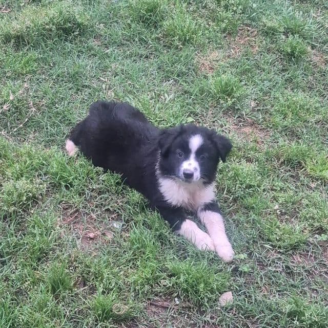 Mounds - Australian Shepherd Male