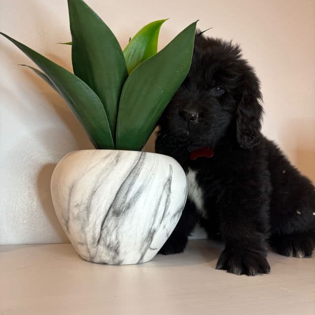 Bae  - Newfoundland Female
