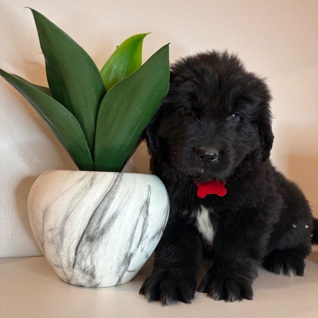 Bae  - Newfoundland Female