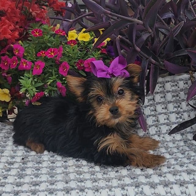 Miley - Yorkshire Terrier Female