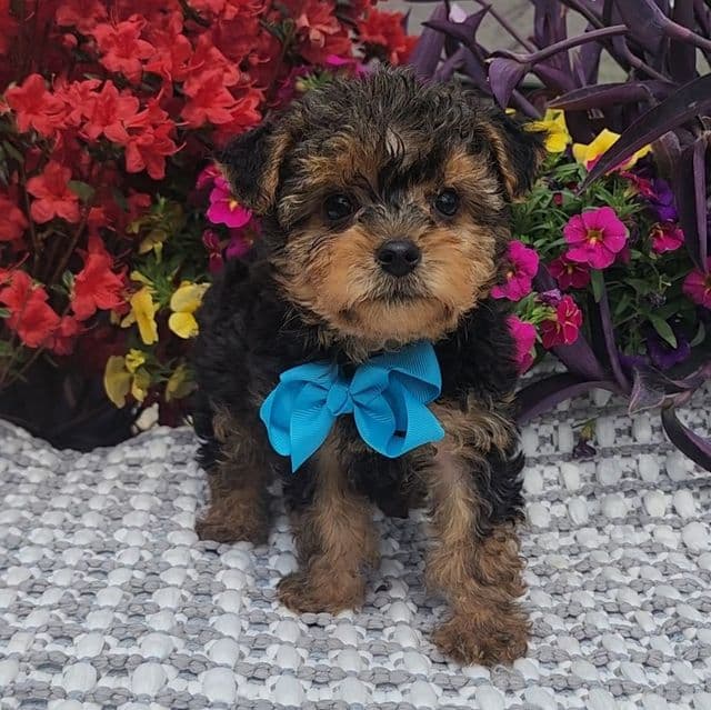 Rupert - Yorkshire Terrier Male