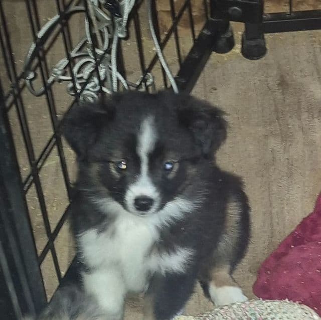 Kit kat - Australian Shepherd Male