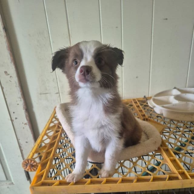 Butterfinger - Australian Shepherd Female