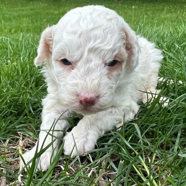 Sugar - Bernedoodle Female