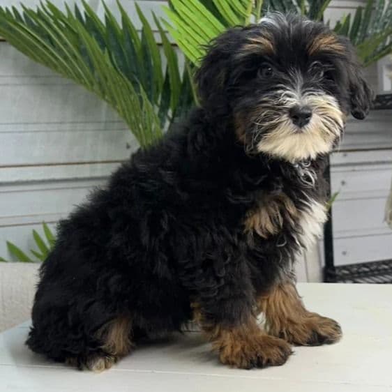 Red - Bernedoodle Male