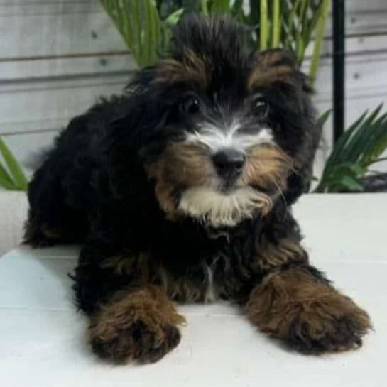 Raphael - Bernedoodle Male