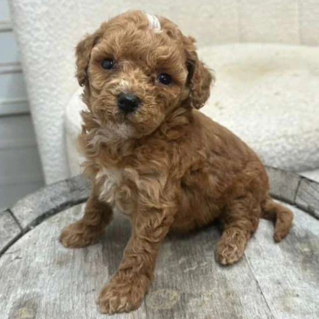 Klaire - Bernedoodle Female