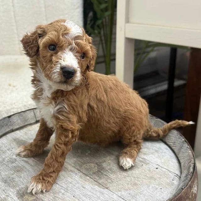 Lara - Bernedoodle Female