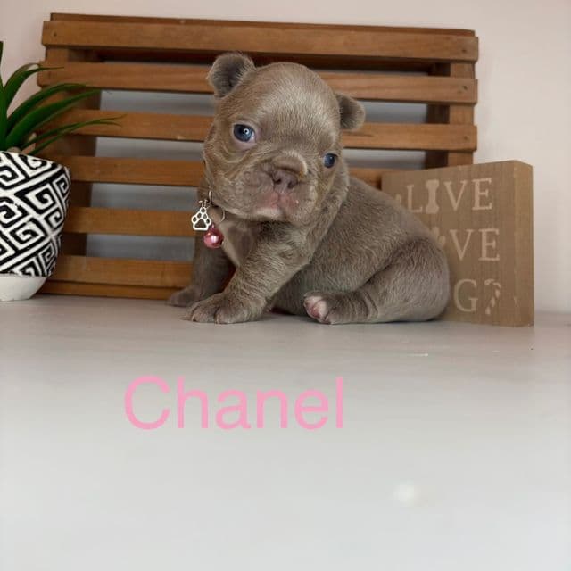 Chanel - French Bulldog Female