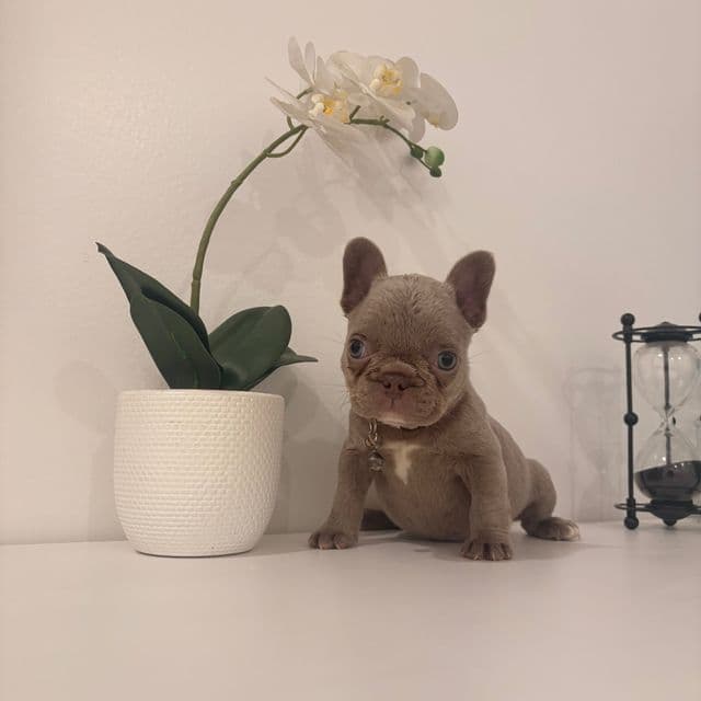 Chanel - French Bulldog Female