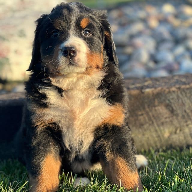 Trina - Bernese Mountain Dog Female