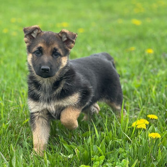 Lemon - German Shepherd Dog Female