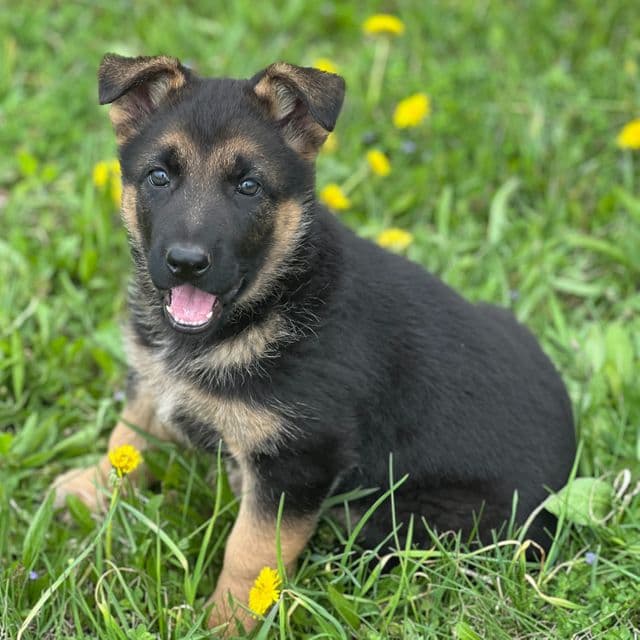 Lulu - German Shepherd Dog Female