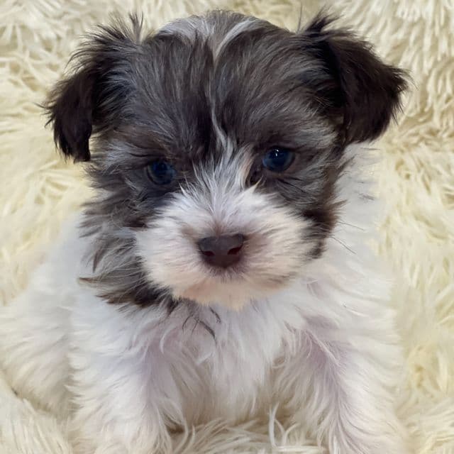 Shannon - Havanese Female