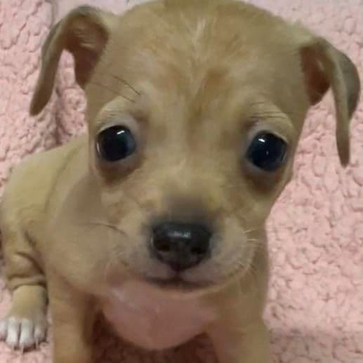 Annie - Chihuahua Female