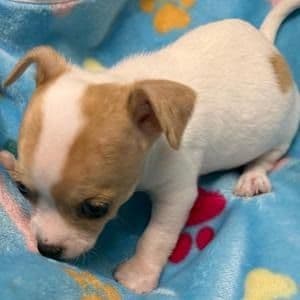 Adam - Chihuahua Male