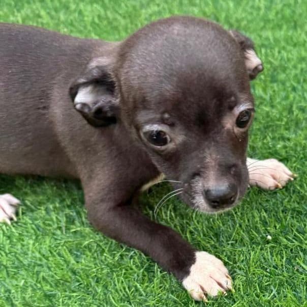 Cara - Chihuahua Female
