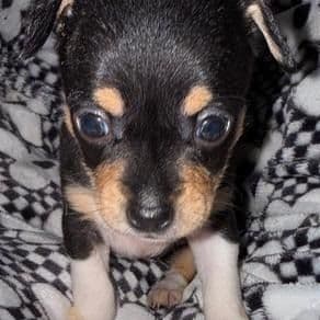 Trixi - Chihuahua Male
