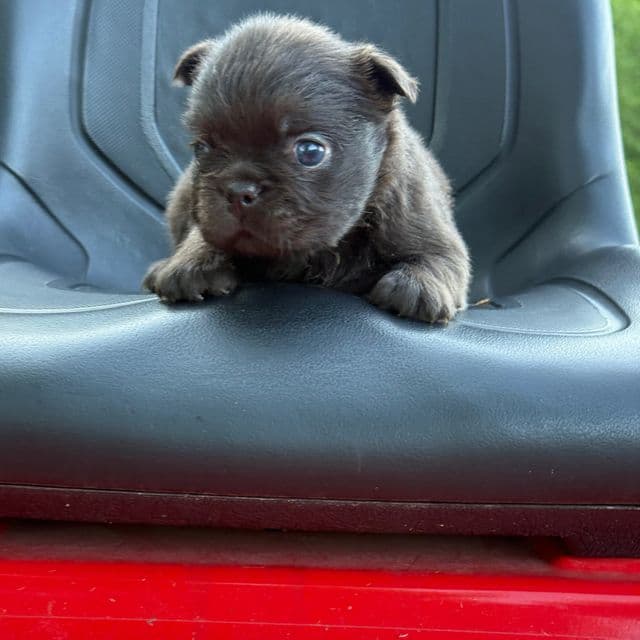 Kenicky - French Bulldog Male
