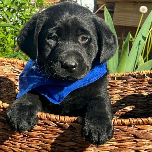 Simon - Labrador Retriever Male