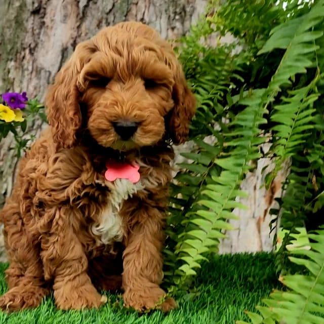 Gavin (mini) - Goldendoodle Male