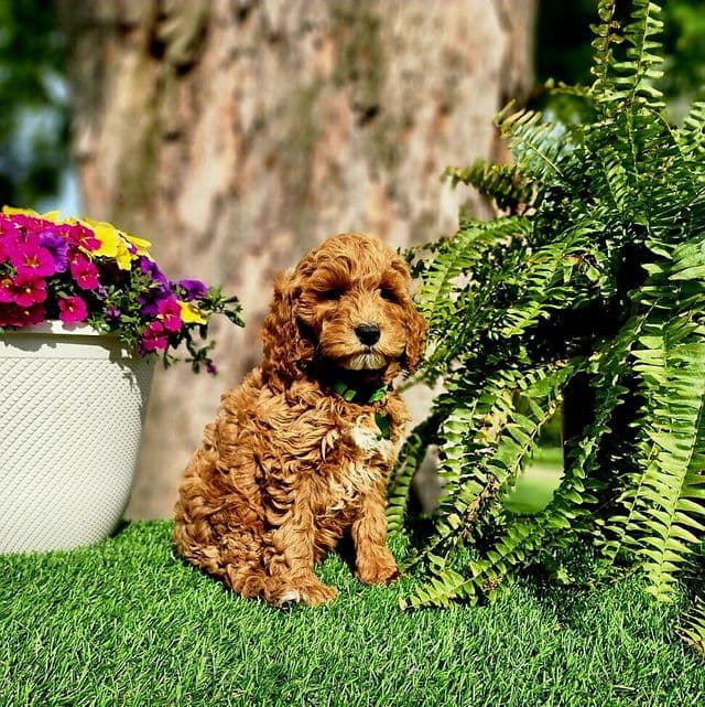 Barron (mini) - Goldendoodle Male