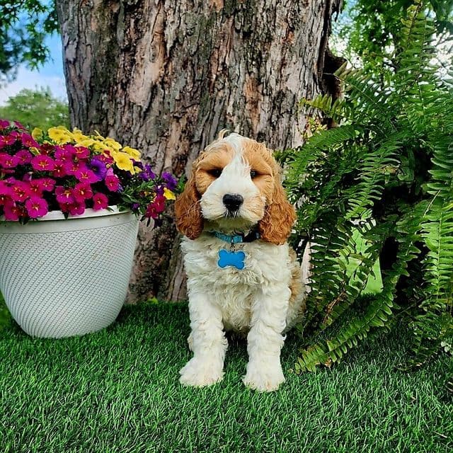 Odie (mini) - Goldendoodle Male