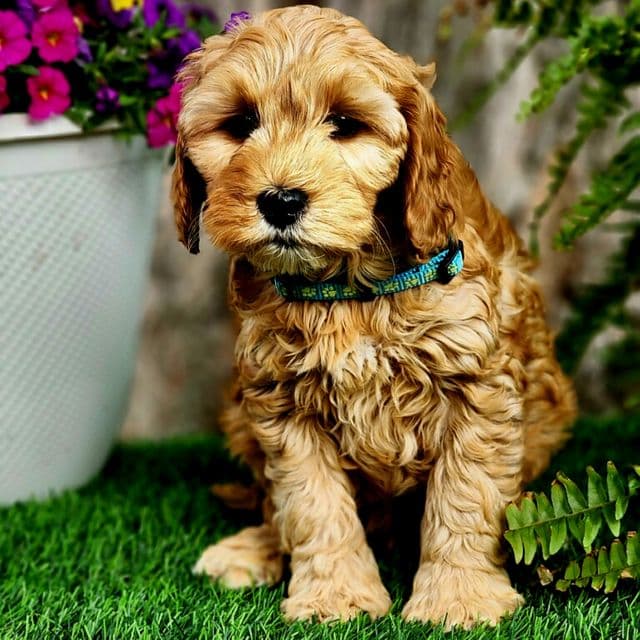 Oliver - Goldendoodle Male