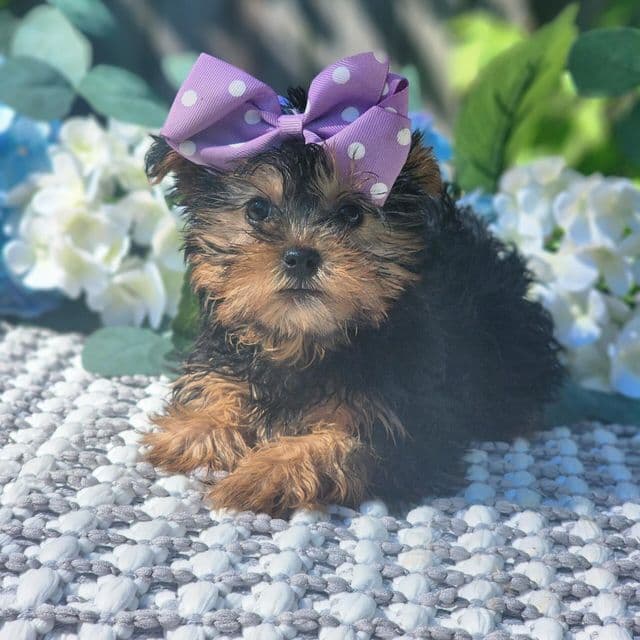 Maddie - Yorkshire Terrier Female