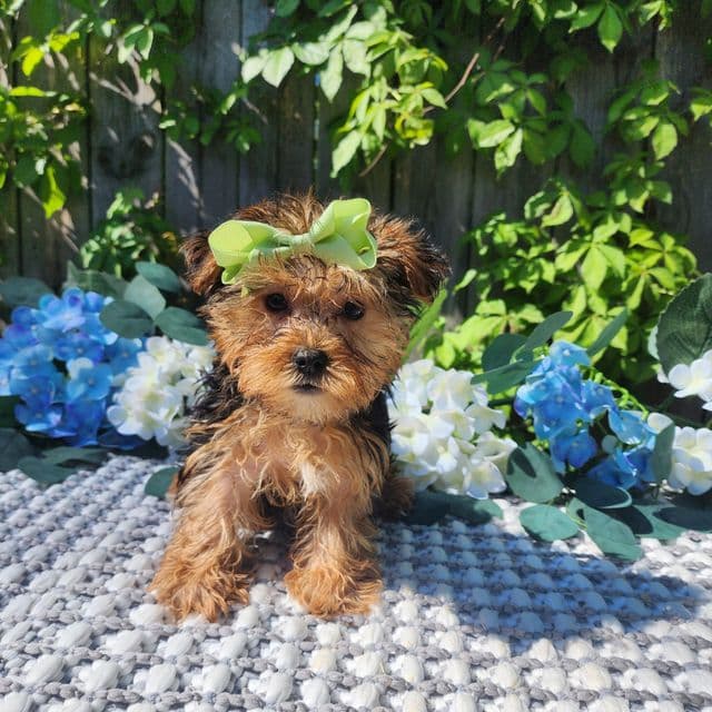 Lola - Yorkshire Terrier Female