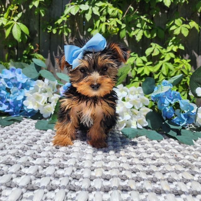 Kiki - Yorkshire Terrier Female