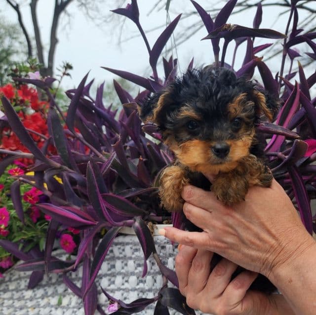 Teacup Timmy - Yorkshire Terrier Male
