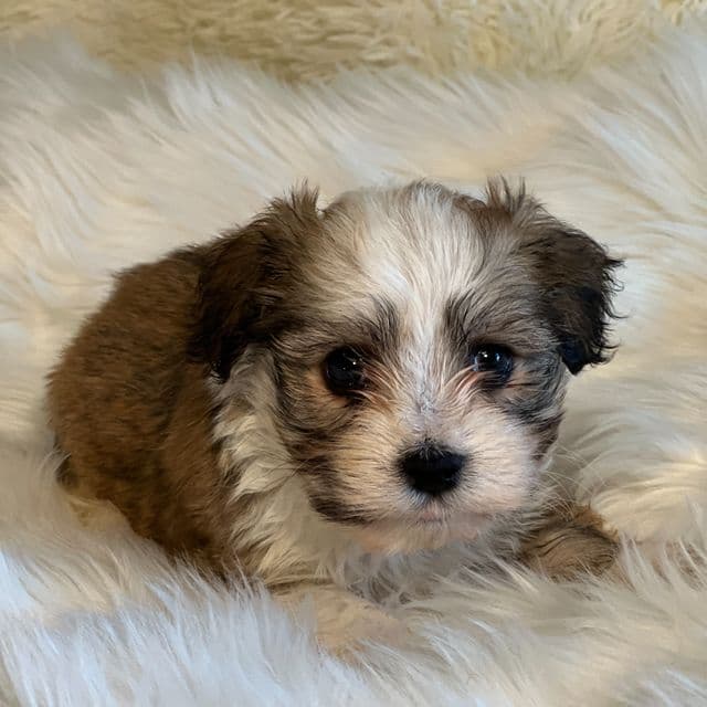 Sasha - Havanese Female