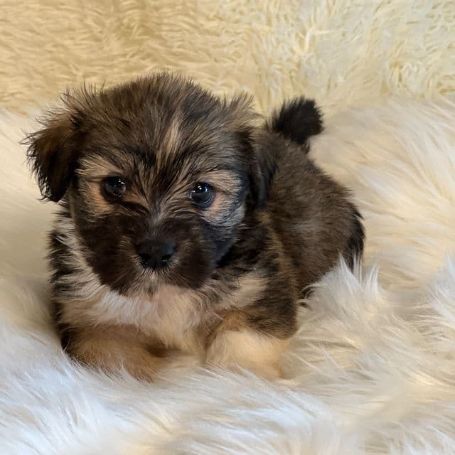 Sancho - Havanese Male