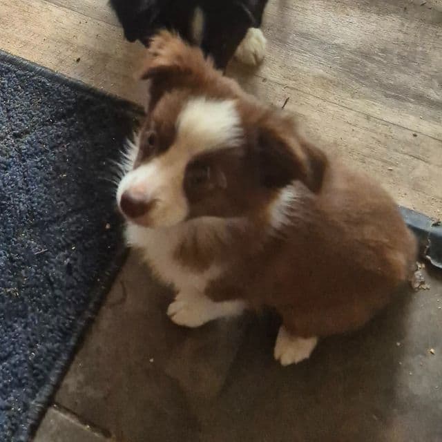 Butterfinger - Australian Shepherd Female