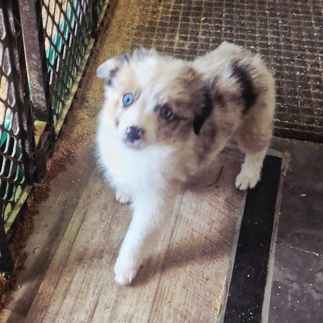 Milky way - Australian Shepherd Female