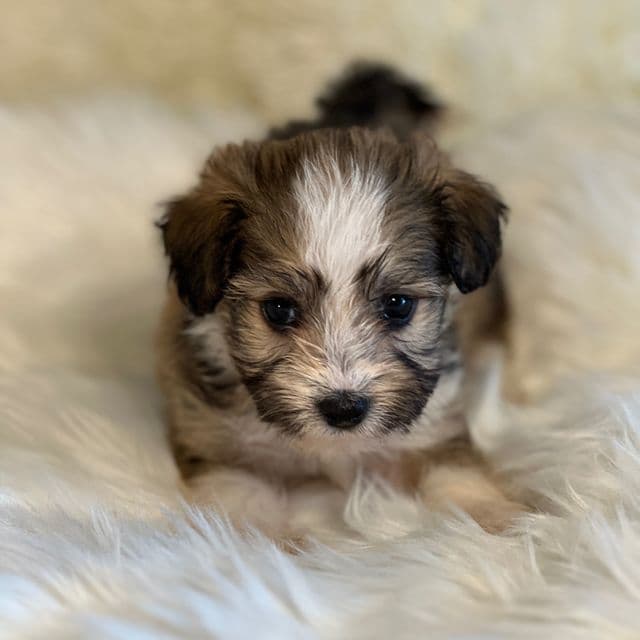 Seb - Havanese Male