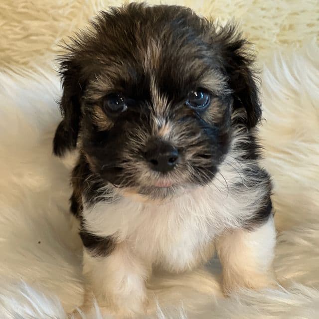 Sergei - Havanese Male