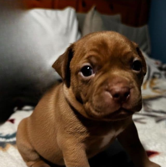 Max - Frenchton Male