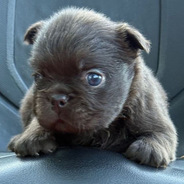 Kenicky - French Bulldog Male