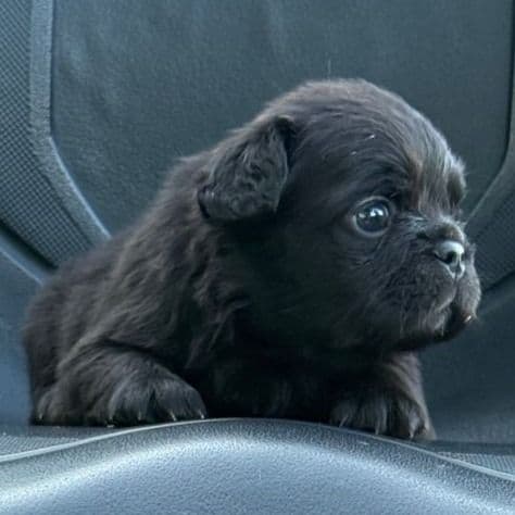 Dude(doody ) - French Bulldog Male