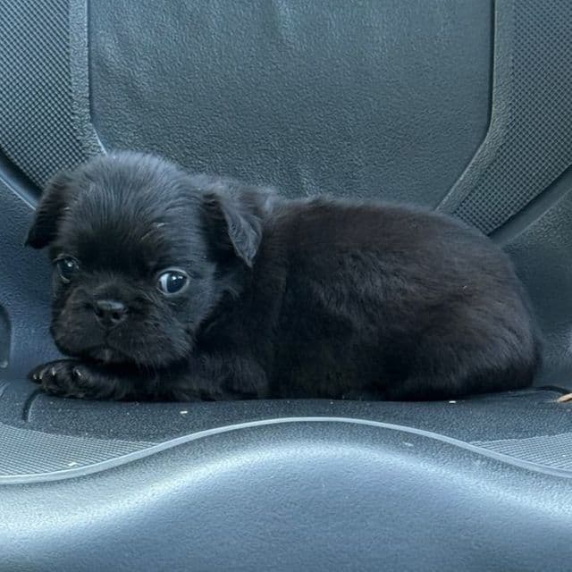 Sandy - French Bulldog Female