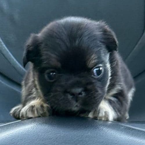 Frenchie - French Bulldog Female